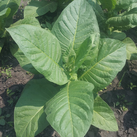 Семена табака «Burley» (Берли), ТМ OGOROD - 3000 семян