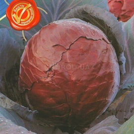 Семена капусты краснокочанной «Топарани», ТМ «Агропак» - 0,5 грамма