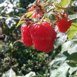 Семена малины крупноплодной «Изобильная» / Rubus idaeus, ТМ OGOROD - 2000 семян