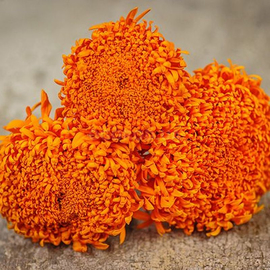 Семена бархатцев прямостоячих «Фантастик», оранжевые, ТМ «W. Legutko» - 0,2 грамма
