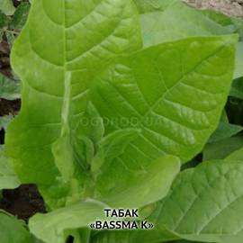 Семена табака «Basma K» (Басма К), ТМ OGOROD - 3000 семян