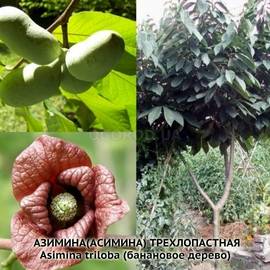 АКЦИЯ - Семена азимины трехлопастной / Asimina triloba, ТМ OGOROD - 2 семечка