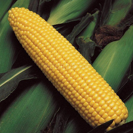 Семена кукурузы «Fiable 330» F1, ТМ OGOROD - 100 грамм