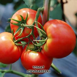 Семена томата «Примавера» (инкрустированные), ТМ ИОБ НААН - 10 семян