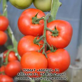 Семена томата «Абелус» F1 / Abellus F1, ТМ Rijk Zwaan - 5 семян