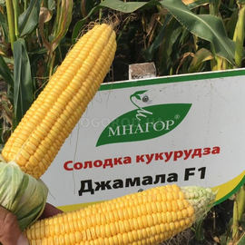 Семена кукурузы суперсладкой «Джамала» F1, ТМ «МНАГОР» - 100 семян