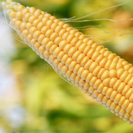 Семена кукурузы суперсладкой «НБМ 2020» F1, ТМ «МНАГОР» - 100 000 семян