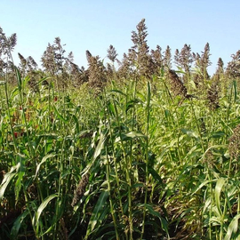 Семена суданской травы «Билявка», ТМ OGOROD - 250 грамм