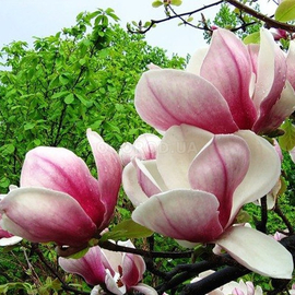 Семена магнолии лекарственной / Magnolia officinalis, ТМ OGOROD - 2 семечка