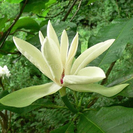 Семена магнолии трёхлепестной / Magnolia tripetala, ТМ OGOROD - 2 семечка