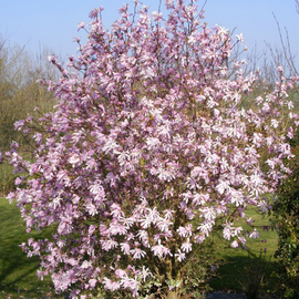 Семена магнолии Лебнера / Magnolia loebneri, ТМ OGOROD - 2 семечка