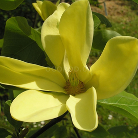 Семена магнолии заостренной / Magnolia acuminata, ТМ OGOROD - 2 семечка