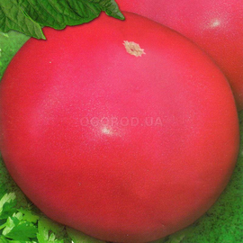 Семена томата «Приднепровский розовый», ТМ Елітсортнасіння - 0,1 грамм