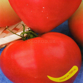 Семена томата «Царь колокол», ТМ Елітсортнасіння - 0,1 грамм