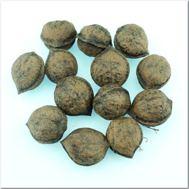 Семена айлантолистного ореха / Juglans ailanthifolia, ТМ OGOROD - 10 орехов