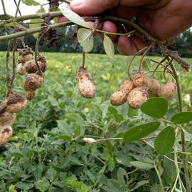 Семена арахиса «Валенсия» / Arachis hypogaea, ТМ OGOROD - 1000 грамм