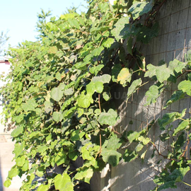 Семена винограда «Лидия», ТМ OGOROD - 10 семян