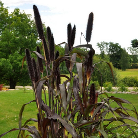 Семена пеннисетума(проса) африканского «Пурпурное чудо» / Pennisetum, ТМ OGOROD - 5 семян