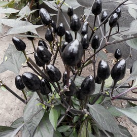 Семена перца острого «Черная Оливка» / Ornamental Black Olive, серия «От автора» - 5 семян