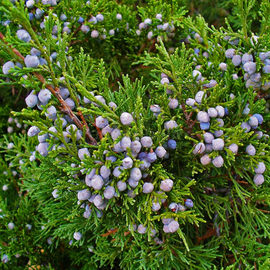Семена можжевельника казацкого / Juniperus sabina, ТМ OGOROD - 5 шишкоягод
