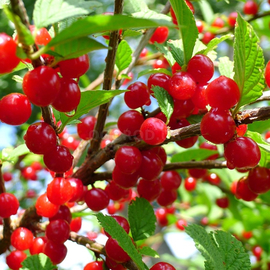 Семена вишни войлочной / Prunus tomentosa, ТМ OGOROD - 5 семян