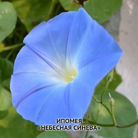 Семена ипомеи «Небесная синева», ТМ OGOROD - 10 грамм
