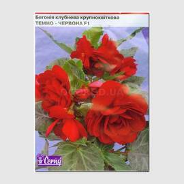 Семена бегонии клубневой крупноцветковой «Темно-красная» F1, ТМ Cerny - 10 семян