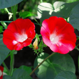 Семена ипомеи «Красная», ТМ OGOROD - 1 грамм
