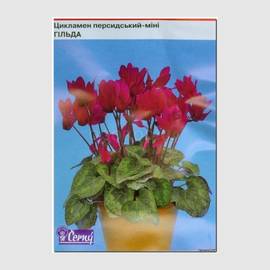 Семена цикламена персидского-мини «Гильда», ТМ Cerny - 10 семян