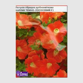 УЦЕНКА - Семена петунии мелкоцветковой «Карлик темно-лососевый» F1, ТМ Cerny - 10 семян