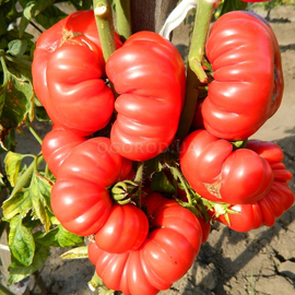 Семена томата «Фиорентинский Ребристый» / Fiorentinsky ribbed, ТМ Euroseed- 10 семян