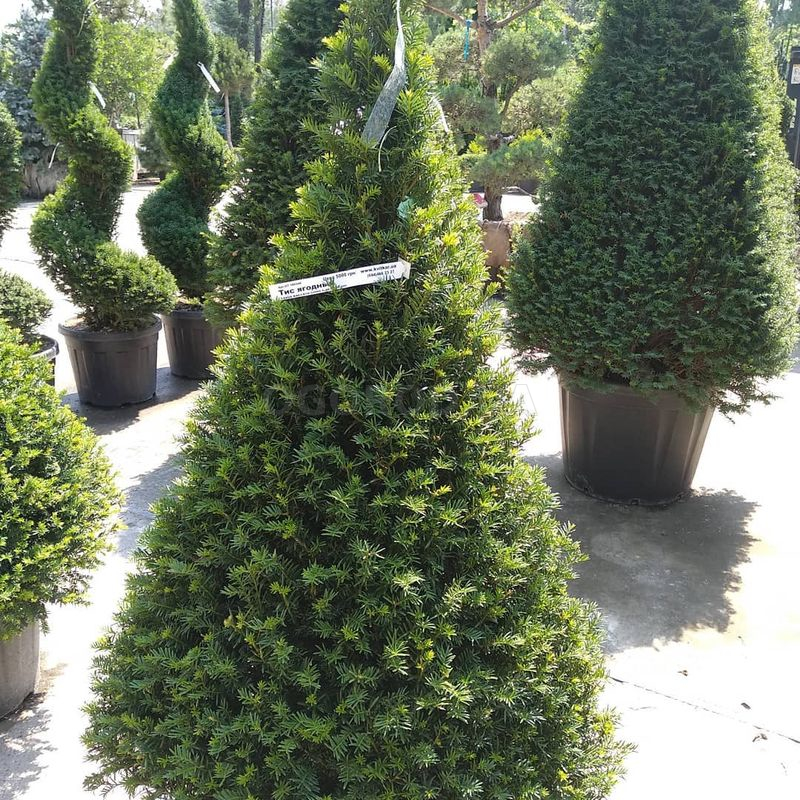 Семена тиса ягодного пирамидального / Taxus baccata Piramide, ТМ OGOROD ...