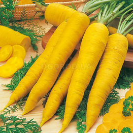 Семена жёлтой моркови «Лоберишер», ТМ Hortus - 10 грамм