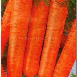 Семена моркови «Лонг роте Штумпфе», ТМ Sais - 3 грамма