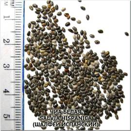 Семена шалфея испанского (Чиа черный) / Salvia hispanica, ТМ OGOROD - 100 грамм