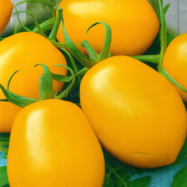 Семена томата «Лимон-лиана», ТМ SeedEra - 0,1 грамм