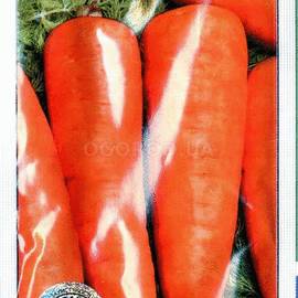Семена моркови «Редко», ТМ Syngenta - 3 грамма