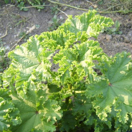 Семена просвирника кудрявого / Malva crispa, ТМ OGOROD - 10 семян