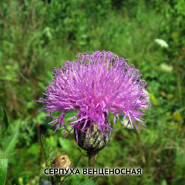 Семена серпухи венценосной / Serratula, ТМ OGOROD - 10 семян
