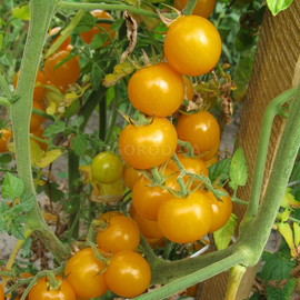 Семена томата «Икра оранжевая», серия «От автора» - 100 семян