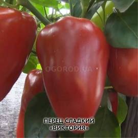 Семена перца сладкого «Виктория», ТМ OGOROD - 200 семян