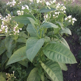 Семена табака «Virginia Dark» (Вирджиния темная), ТМ OGOROD - 3000 семян