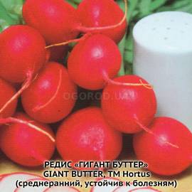 Семена редиса «Гигант Буттер», ТМ Hortus - 1000 семян