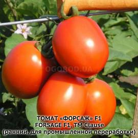 Семена томата Форсаж (Фриско) F1 / Forsage (Frisko) F1, ТМ Clause - 50 семян
