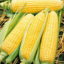 Семена кукурузы сахарной «Веге 1» F1, ТМ «МНАГОР» - 1000 семян