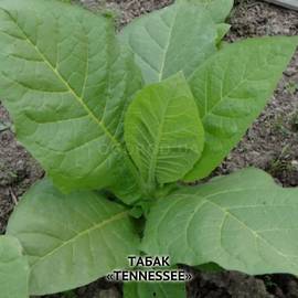 Семена табака «Tennessee» (Тэннэсси), ТМ OGOROD - 3000 семян