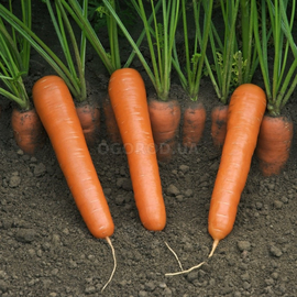Семена моркови «Нантес», ТМ OGOROD - 2 грамма