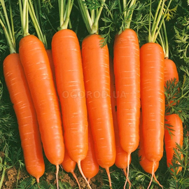 Семена моркови «Московская зимняя», ТМ OGOROD - 2 грамма