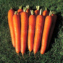 Семена моркови «Витаминная», ТМ OGOROD - 2 грамма