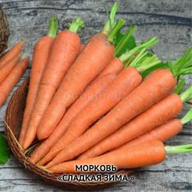 Семена моркови «Сладкая зима», ТМ OGOROD - 20 грамм